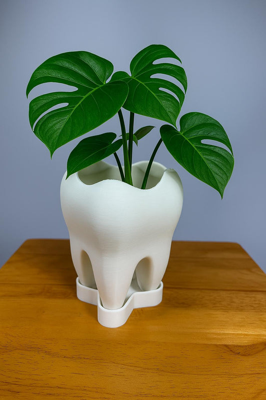 Tooth Planter with Saucer – 3D Printed Eco-Friendly Plant Pot | Unique Dentist Gift & Modern Home Décor