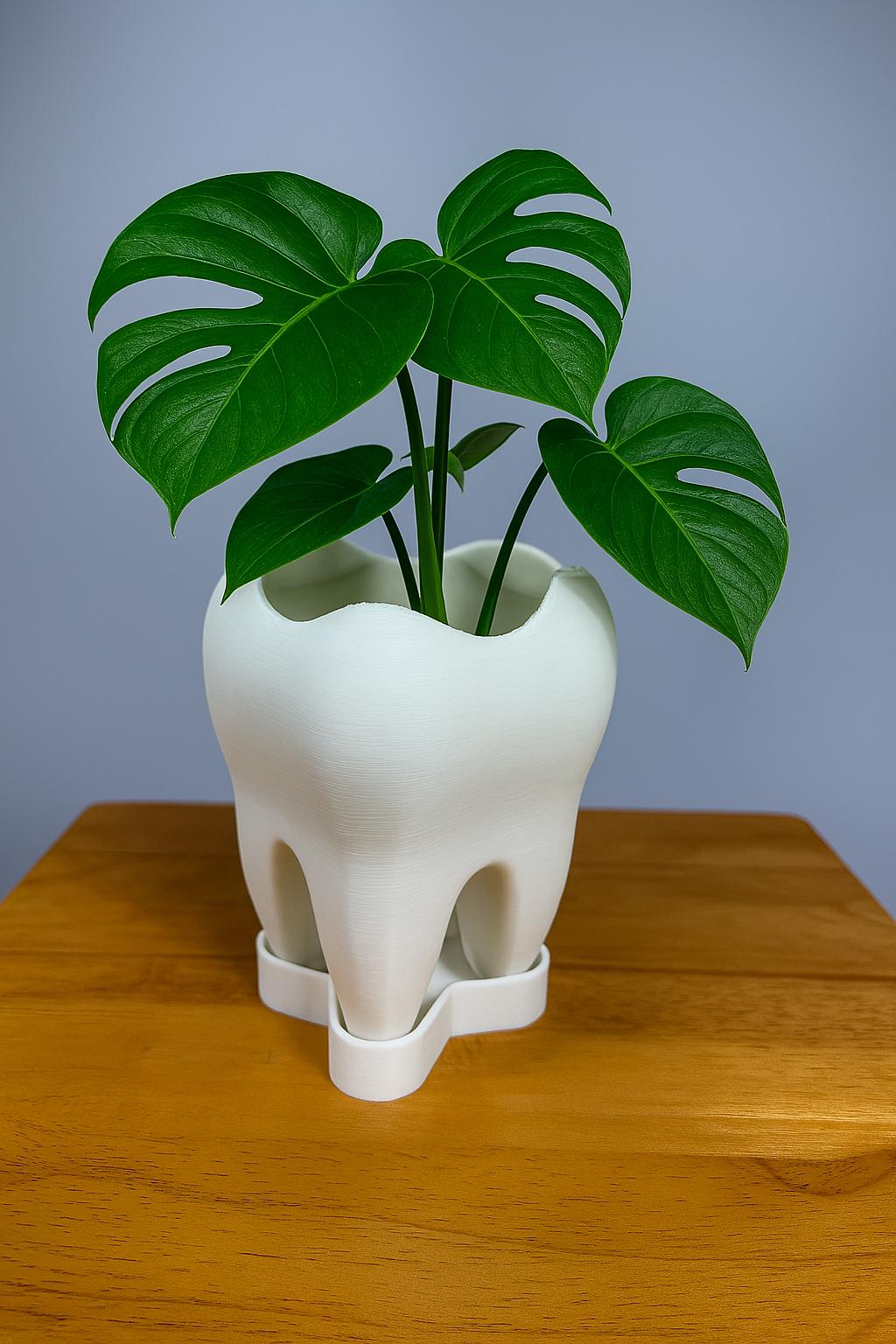Tooth Planter with Saucer – 3D Printed Eco-Friendly Plant Pot | Unique Dentist Gift & Modern Home Décor